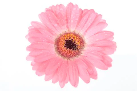 Spring flowers Stock Photos