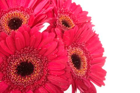 Spring flowers Stock Photos