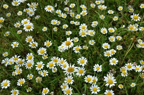 Spring flowers Stock Photos