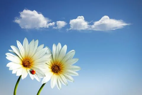 Spring flowers Stock Photos