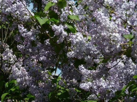 Spring flowers Stock Photos