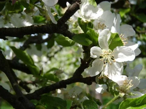 Spring flowers Stock Photos