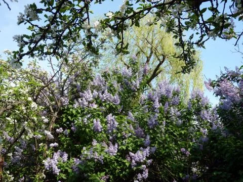 Spring flowers Stock Photos
