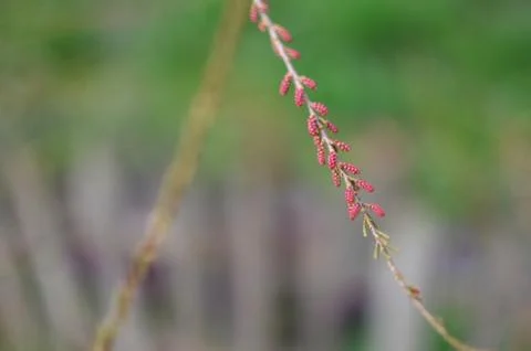 Spring flowers Foto stock