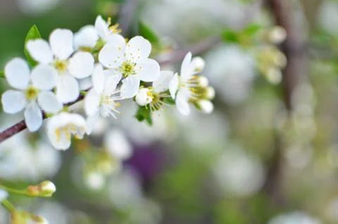 Spring flowers Stock Photos