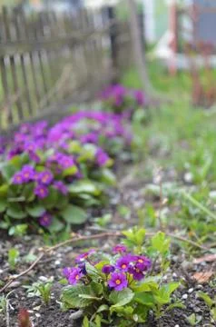 Spring flowers Stock Photos