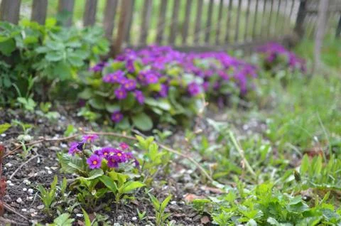 Spring flowers Stock Photos