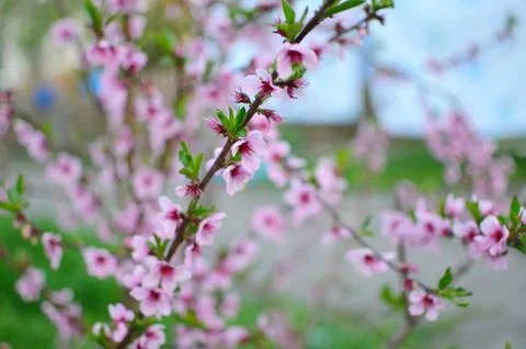 Spring flowers Stock Photos