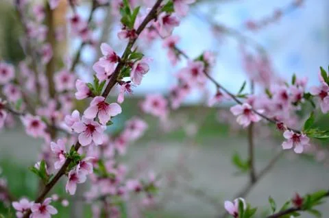 Spring flowers Stock Photos