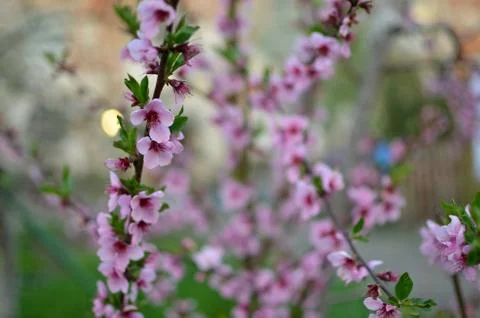 Spring flowers Stock Photos