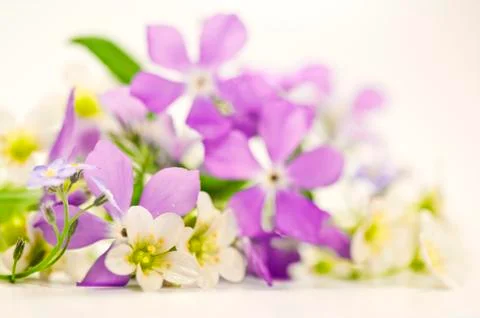 Spring flowers Foto stock