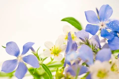 Spring flowers Stock Photos