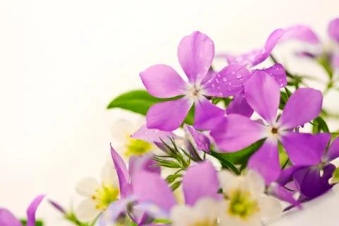 Spring flowers Stock Photos