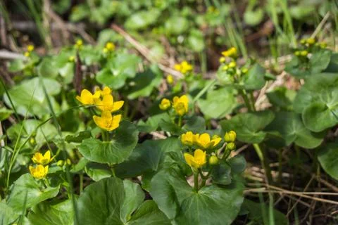 Spring flowers Stock Photos