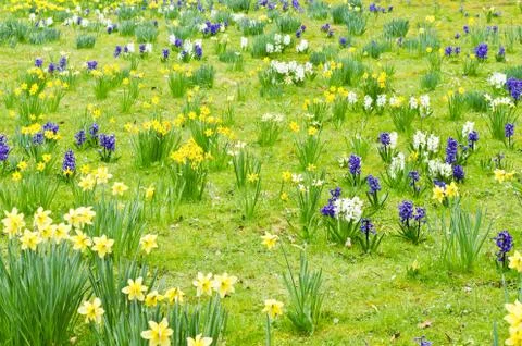 Spring flowers Foto stock