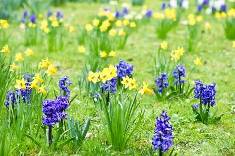 Spring flowers Stock Photos