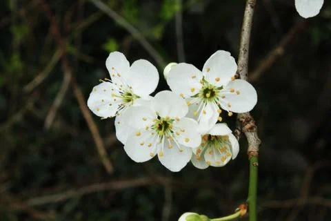 Spring Flowers Stock Photos