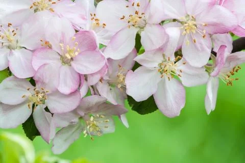 Spring flowers Stock Photos