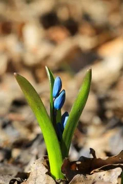Spring flowers Stock Photos