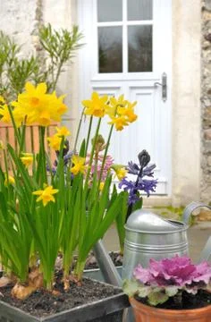 Spring flowers Stock Photos