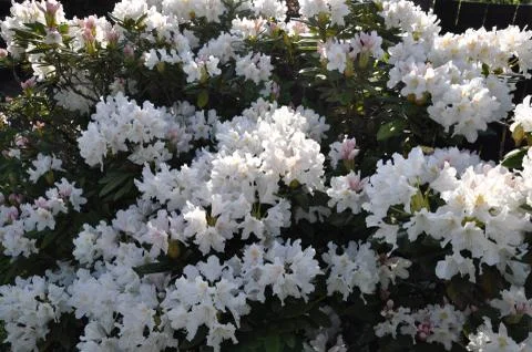 Spring flowers Stock Photos