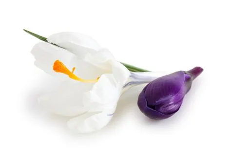 Spring flowers. Stock Photos