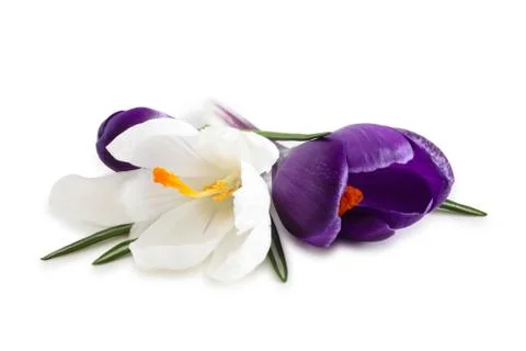 Spring flowers. Stock Photos