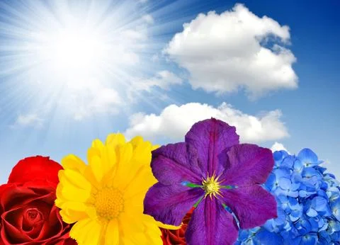 Spring flowers Stock Photos