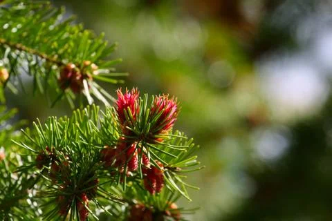 Spring flowers Stock-Fotos