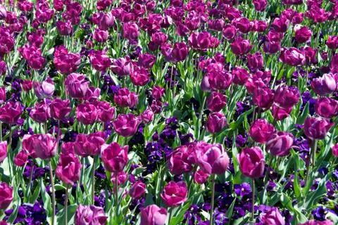 Spring Flowers Stock Photos