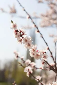 Spring flowers Foto stock