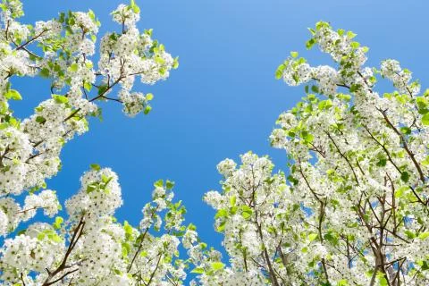 Spring flowers Stock Photos