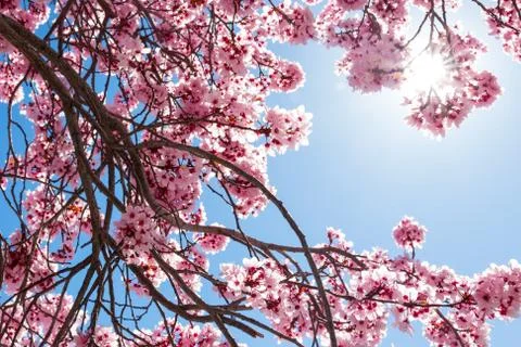 Spring flowers Stock Photos