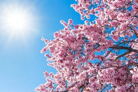 Spring flowers Stock Photos