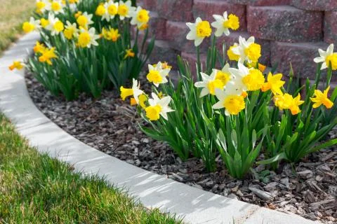 Spring flowers Stock Photos