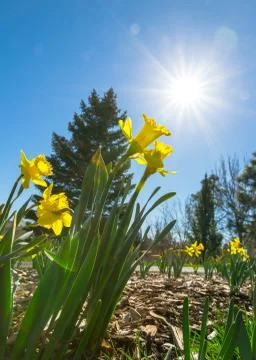 Spring flowers Stock Photos