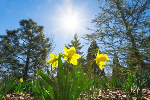 Spring flowers Stock Photos