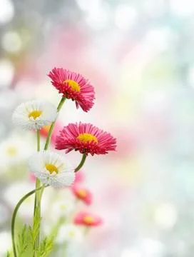 Spring Flowers Stock Photos