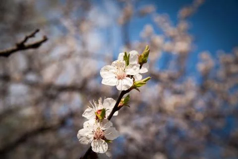 Spring flowers Stock Photos