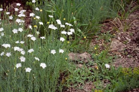 Spring flowers Foto stock