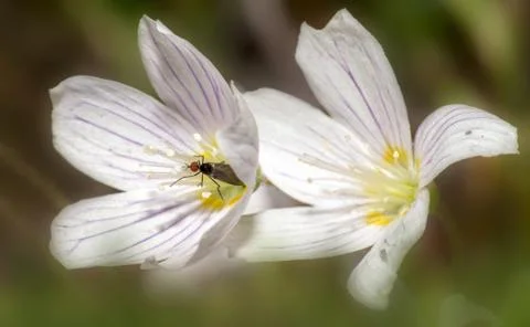 The spring Flowers Foto stock