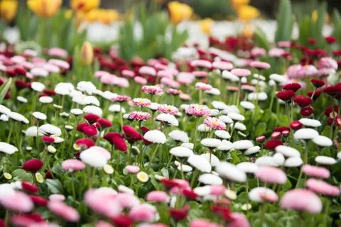 Spring Flowers Foto stock