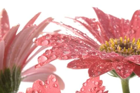 Spring flowers Stock Photos