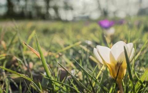 Spring flowers Stock Photos