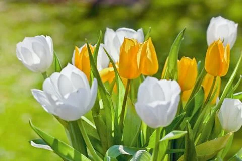 Spring Flowers Stock Photos