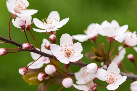 Spring flowers Stock Photos