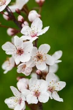 Spring flowers Foto stock