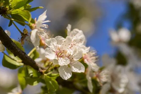 Spring flowers Stock Photos
