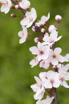 Spring flowers 스톡 사진