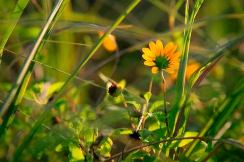 Spring flowers Stock Photos